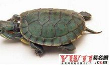 做梦梦到乌龟是什么意思