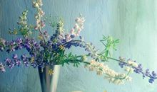 黛比弗兰克:天秤座2018年5月运势