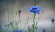 黛比弗兰克:白羊座2018年5月运势