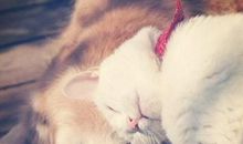 阿莎莉娅每周占星运势2014.3.3-3.10