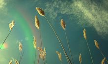 金爱伦2016年11月双子座运势