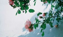 张盛舒2016年12月十二星座运势