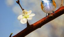 杨清华十二生肖一周运势1月28日—2月3日