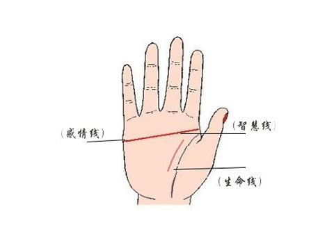 手相图：手相的类型和差异4