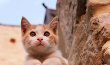 紫微斗数论财帛宫之天同篇