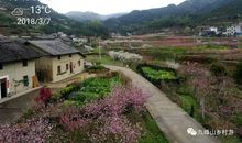 机巨同宫最怕桃花