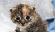 紫微斗数论财帛宫之太阴篇