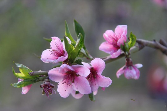 蛇年阴历年2月12日，中国生肖桃花运势2013年3月5日至4月3日