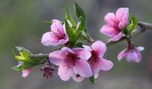 蛇年农历二月12生肖桃花运2013年3月5日—4月3日