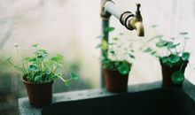 女巫树洞2016年11月双鱼座运势