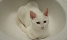 紫微斗数论财帛宫之天府篇