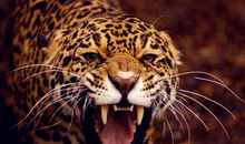 哪些星座的愤怒值得探讨