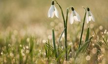 女巫树洞2016年11月双子座运势