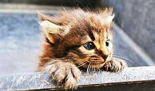 猫石对话之本周运势2012年5月14日—20日