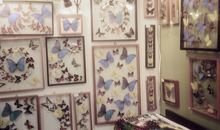 寂多蔓生金牛座一周运势（1.29-2.4）