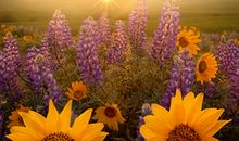 海百合星座周运（2014.5.19-5.25）