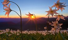 熊神进一周星座运程（2014.5.18-5.24）