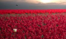 克莱尔一周星座运势（2014.5.10-5.16）