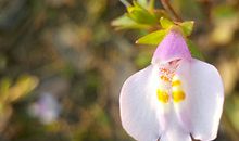 12星座事业顺利的小技巧