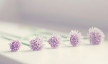 曼陀罗华一周星座运势(2014.5.19-5.25)