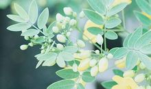 黛比弗兰克:天蝎座2018年5月运势