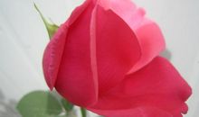 李明蓝本周星座运势(2012年4月23-29日)