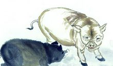 2013蛇年生肖运势开运详解(生肖猪)