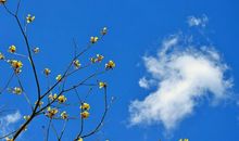 小乖麻根等卓玛2015年7月白羊座运势