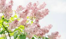 上辛灵学2018年2月金牛座运势