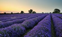 佩妮一周星座运势(2014.8.4-8.10)