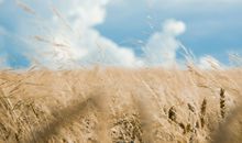 属鼠的文昌位在哪个方向