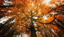 属龙的文昌位在哪个方向