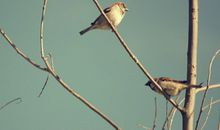 Alex白羊座2018年2月运势