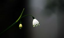 猫石对话每日运势2017年12月31日