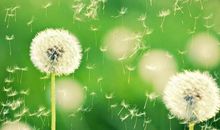 处女座的内心情感世界