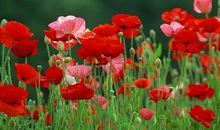 紫微斗数：你是哪种职场性质？