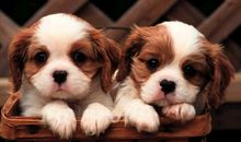 小乖麻根等卓玛2015年6月双鱼座运势