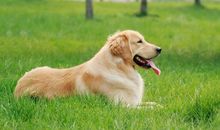 小乖麻根等卓玛2015年6月白羊座运势