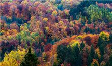 金爱伦2015年6月双子座运势