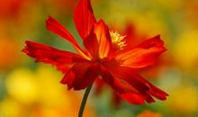 Alex2016年11月双鱼座运势