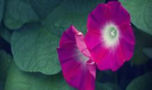 金爱伦2015年6月天蝎座运势