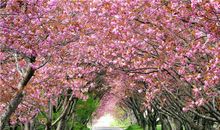 洛娜2015年6月占星运势