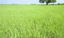 金爱伦2015年6月摩羯座运势