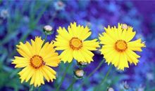 YAO叔:水瓶座一周运势（5.7-5.13）