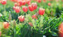 YAO叔:射手座一周运势（5.7-5.13）