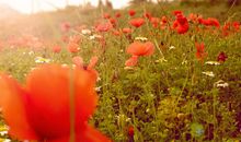 紫微命理评点太阳化忌