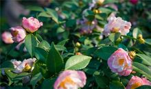 YAO叔:巨蟹座一周运势（5.7-5.13）