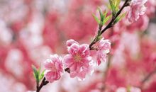 天蝎情人节旺桃花时辰