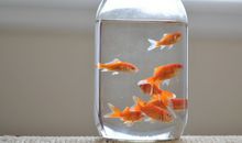 星座运势2014年:学业运势