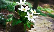 苏珊米勒:白羊座2018年5月运势